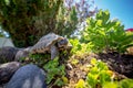 Russian tortoise exploring Royalty Free Stock Photo