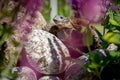 Russian tortoise exploring on rock Royalty Free Stock Photo