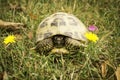 Russian tortoise in the grass - Testudo horsfieldii