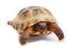 Russian tortoise, Horsfields tortoise