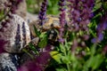 Russian tortoise peeking between flowers Royalty Free Stock Photo