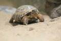 Russian tortoise Royalty Free Stock Photo