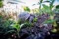 Russian tortoise scared Royalty Free Stock Photo