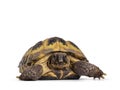 Russian Tortoise on white background