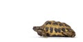 Russian Tortoise on white background