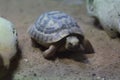 Russian tortoise (Agrionemys horsfieldii)