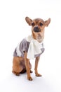 Russian toy chihuahua in fashion apparel.