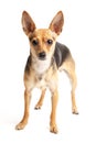 Russian toy-terrier Royalty Free Stock Photo