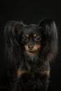 Russian toy terrier