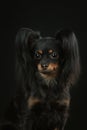 Russian toy terrier