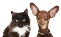 Russian toy terrier and cat. Royalty Free Stock Photo