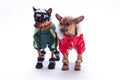 Russian toy terrier and chihuahua in clothes. Royalty Free Stock Photo