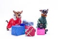 Russian toy-terrier, chihuahua and gift boxes. Royalty Free Stock Photo