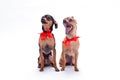 Russian toy-terrier and chihuahua in red bows. Royalty Free Stock Photo