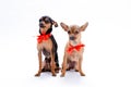Russian toy-terrier and chihuahua in red bows. Royalty Free Stock Photo