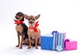 Russian toy-terrier and chihuahua in red ribbon. Royalty Free Stock Photo