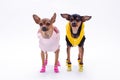 Russian toy-terrier and chihuahua. Royalty Free Stock Photo