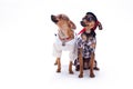 Russian toy terrier and chihuahua. Royalty Free Stock Photo