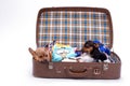 Russian toy-terrier and chihuahua in travel valise. Royalty Free Stock Photo
