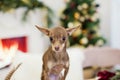 Russian Toy Terrier and Christmas decor