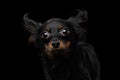 Russian Toy Terrier Dog on Black Background Royalty Free Stock Photo