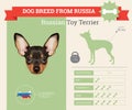 Russian Toy Terrier Dog breed infographics Royalty Free Stock Photo