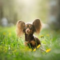 Russian Toy Terrier Dog Long Haired Royalty Free Stock Photo