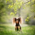 Russian Toy Terrier Dog Long Haired Royalty Free Stock Photo