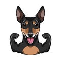 Russian Toy Terrier dog. Muscles. Dog sportsman. Dog portrrait. Vector. Royalty Free Stock Photo