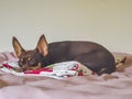 Russian toy terrier dog portrait while tired and sleeps Mexico