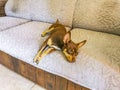 Russian toy terrier dog portrait while tired and sleeps Mexico