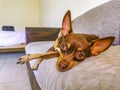 Russian toy terrier dog portrait while tired and sleeps Mexico