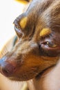 Russian toy terrier dog while tired sleeps in car Mexico