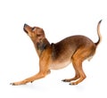 Russian toy terrier dog Royalty Free Stock Photo