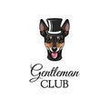 Russian Toy Terrier gentleman. Dog portrait. Top hat. Gentleman club text. Vector. Royalty Free Stock Photo