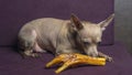 Russian toy terrier lies on a pillow with raw chicken leg. Natural delicacy dog food. The concept of hunger and theft of Royalty Free Stock Photo