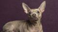 Russian toy terrier lies on a pillow with raw chicken leg. Natural delicacy dog food. The concept of hunger and theft of Royalty Free Stock Photo