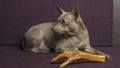 Russian toy terrier lies on a pillow with raw chicken leg. Natural delicacy dog food. The concept of hunger and theft of food Royalty Free Stock Photo