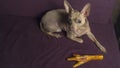 Russian toy terrier lies on a pillow with raw chicken leg. Natural delicacy dog food. The concept of hunger and theft of food Royalty Free Stock Photo