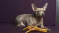 Russian toy terrier lies on a pillow with raw chicken leg. Natural delicacy dog food. The concept of hunger and theft of food Royalty Free Stock Photo