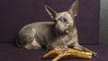 Russian toy terrier lies on a pillow with raw chicken leg. Natural delicacy dog food. The concept of hunger and theft of food Royalty Free Stock Photo