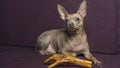 Russian toy terrier lies on a pillow with raw chicken leg. Natural delicacy dog food. The concept of hunger and theft of food Royalty Free Stock Photo