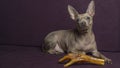 Russian toy terrier lies on a pillow with raw chicken leg. Natural delicacy dog food. The concept of hunger and theft of Royalty Free Stock Photo