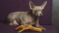 Russian toy terrier lies on a pillow with raw chicken leg. Natural delicacy dog food. The concept of hunger and theft of Royalty Free Stock Photo