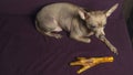 Russian toy terrier lies on a pillow with raw chicken leg. Natural delicacy dog food. The concept of hunger and theft of Royalty Free Stock Photo