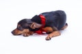 Russian toy-terrier lying on white background. Royalty Free Stock Photo