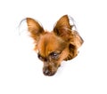 Russian toy terrier in paper side torn hole looking down. isolated Royalty Free Stock Photo