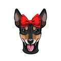 Russian Toy Terrier portrait. Bow icon. Decorative red bow. Toy terrier dog breed. Cute puppy. Vector. Royalty Free Stock Photo