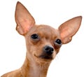 Russian toy Terrier