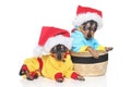 Russian Toy Terrier puppies in winter clothing Royalty Free Stock Photo